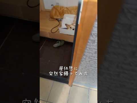 昼休憩にサプライズ訪問したら  #コーギー #shorts #自宅警備員