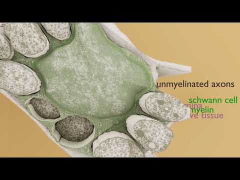 Unmyelinated nerve bundle