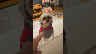 Os cachorros estão com frio no sul. #inverno #cachorros #adaptacion