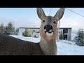 Funniest Wild ANIMAL Videos 2025 That Will Leave You In Tears