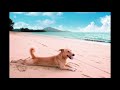 The Dog Sage Presents: A walk on the beach