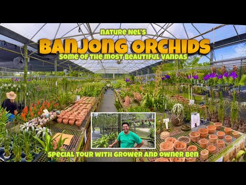 Extraordinary Vanda orchids at one of Florida’s top orchid nursery in Redlands-Banjong Orchids.