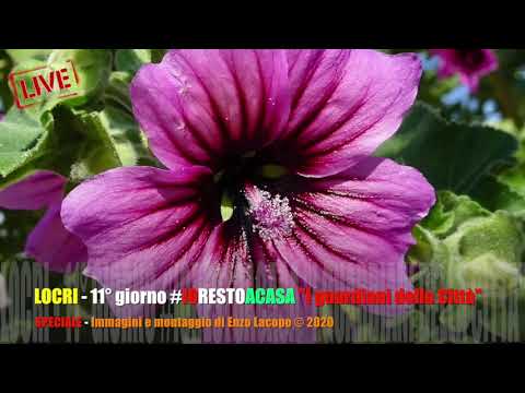 LOCRI - 11° giorno #IORESTOACASA "I guardiani della Città" (by EL)