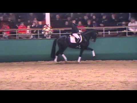 DESIDERIO -Hengstschau Münster-Handorf am 10.02.2012 -Hengststation Pape-