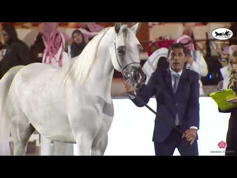 N 86 DURRAH AL SAYED   PSAIAHF 2023   Mares 4 6 Years Old Class 4