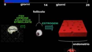 Il ciclo mestruale descritto dal Prof.C.Manna