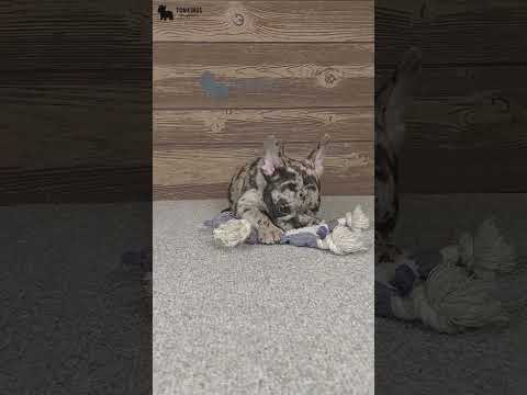 Video 5