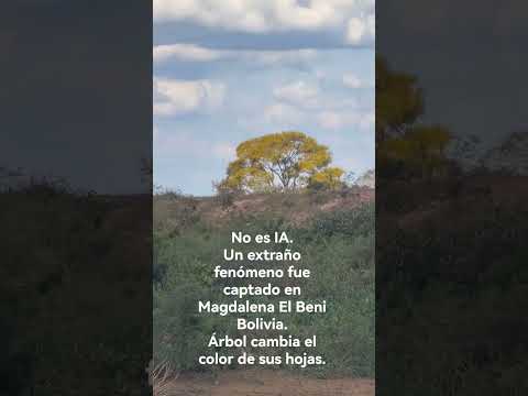 Un cordial saludo. Desde Magdalena El Beni Bolivia, un amigo me hizo llegar este video.