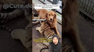 Download lagu The story line of a dog that takes care of a tiger cub until it is breastfed mp3 Download lagu The story line of a dog that takes care of a tiger cub until it is breastfed mp3