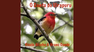 O Canto do Uirapuru