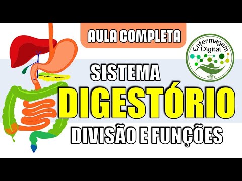 Sistema Digestório - Divisões anatômicas e órgãos digestivos - Anatomia Humana