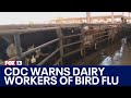 CDC warns dairy workers amid bird flu outbreak | FOX 13 News