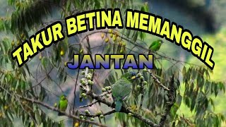 Download lagu TAKUR BETINA MEMANGGIL JANTAN # suara Burung  Takur tenggeret ~ Masteng nex mp3