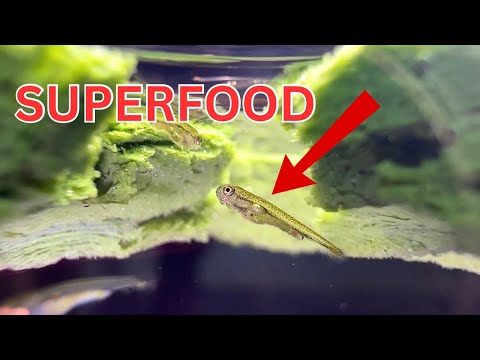 Making a homemade SUPERFOOD for baby goldfish fry