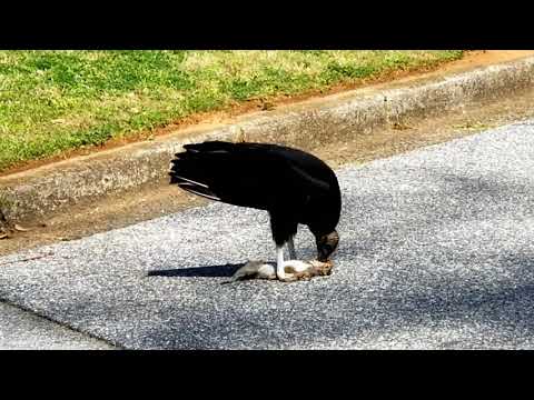 Black Vulture Georgia USA