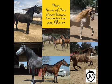 , title : 'Your House of Pure Breed Horses'