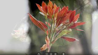 頂湖賞海芋2025年4月18日星期五🌥️☁️