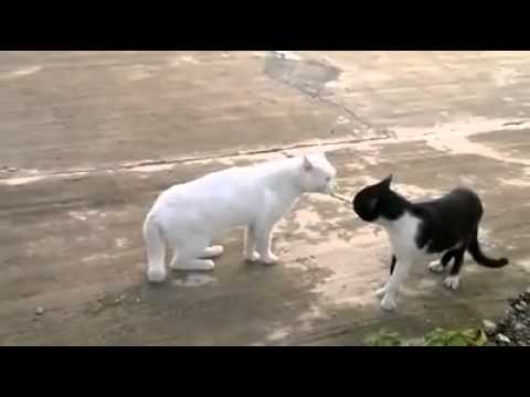 cat style bruce lee vs chuck norris