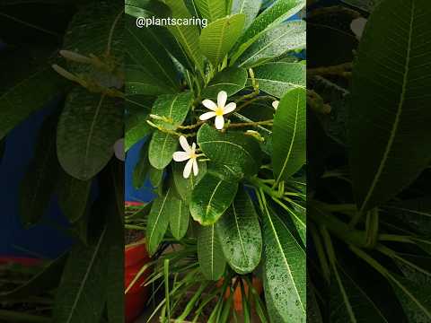 🌱 How to grow Champa from cutting, Tips |🌿 How to plant Champa from cutting. Tips for Champa 🍃 #v...