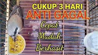 Download lagu Cara melatih cendet muda hutan makan voor ,Jaminan tokcer ‼ mp3 Download lagu Cara melatih cendet muda hutan makan voor ,Jaminan tokcer ‼ mp3