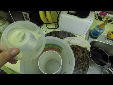 Clownfish Breeding Series - Days Post Hatch (D.P.H) 1 - 3