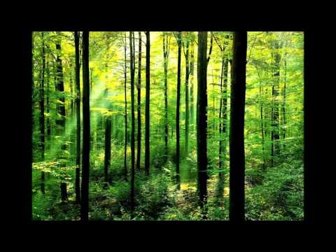 Neil H - At Peace With The Forest