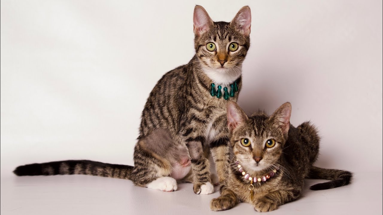 Enlarge Fiona, a Adoptable Domestic Short Hair in Riverside, CA video 6/6