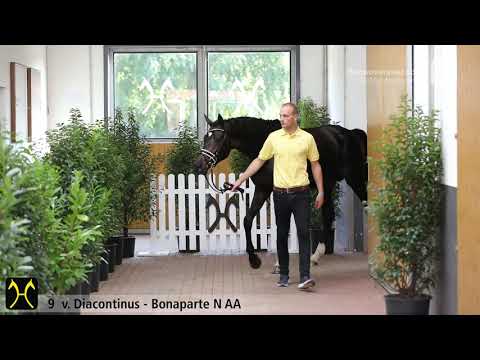 Verden Stallion Licensing 2020 - No. 9 Stallion by Diacontinus - Bonaparte N AA - Graf Grannus