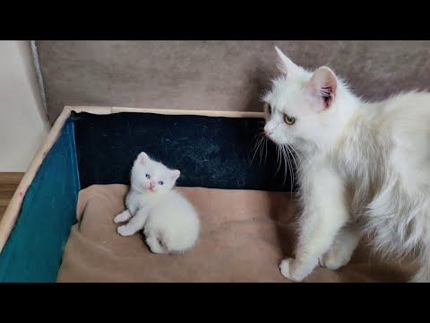 Kitten Dino was happy when his mother cat came. The mother cat takes care of her kitten.