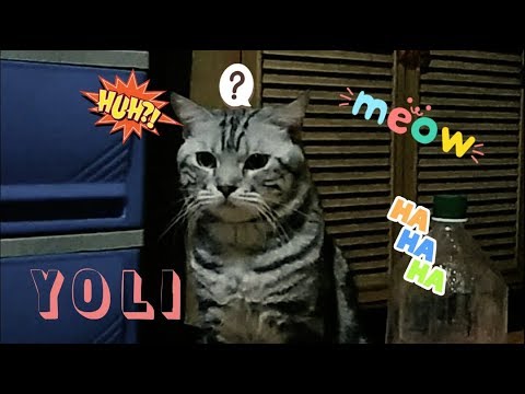 Confused Cat (American Shorthair) Cat Vlog #2