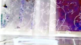 the shins your algebra