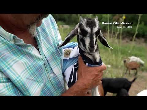 梅西命名山羊！竟在阿根廷隊基地旁除草！？🐐🇦🇷 (Goat named after Messi clears weeds near Argentina team base)