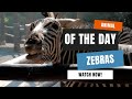 Zebras Tier Des Tages Lehrreiche Tiervideos Für Kinder Vorschulkinder Und Jugendliche