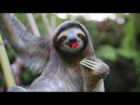 MENGENAL HEWAN UNIK SLOTH !!! #edukasianak #fauna #youtube #sloth #belajar