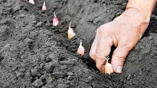 Когда и Как Сажать Чеснок ! Правильная Посадка Осенью в Открытый Грунт !