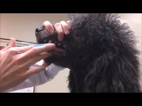 Pet Dental Video