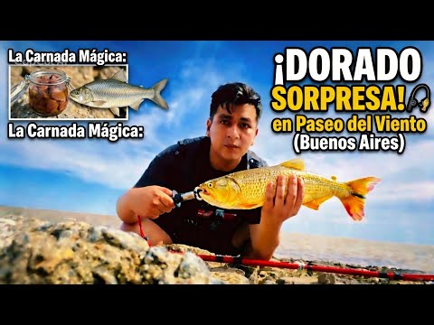 La CARNADA MÁGICA salvó el día 🎣 Dorado sorpresa en Paseo del Viento (Buenos Aires)
