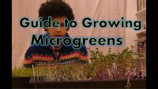 A Simple Guide to growing Microgreens (epic time lapse included)