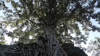 Temples & Tombs: Exploring Angkor 🇰🇭