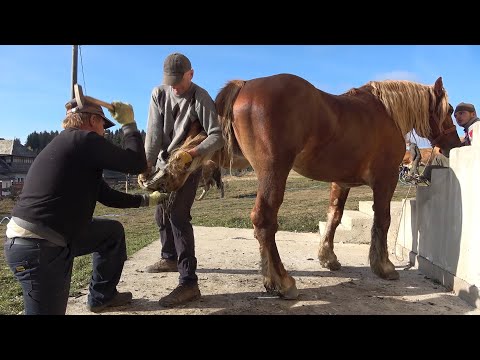 Armasarul Sultan la potcovit, Marisel, Cluj Cu Mircea si Ardelean - 2020 Nou!!!