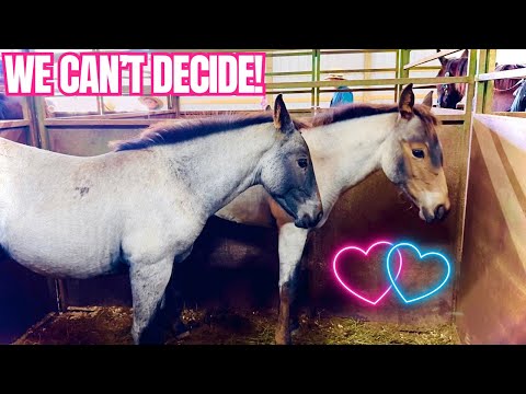 Buying an Unhandled Weanling At Auction! Come Help Us Pick & Bid!