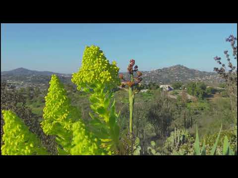 Let's spice it up - Alan Watts