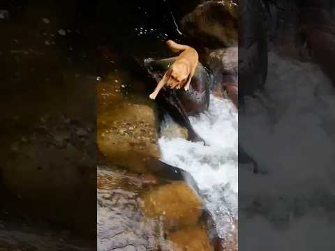 perrito pasando el rio chitaga norte de Santander Colombia ♥️🇨🇴💯