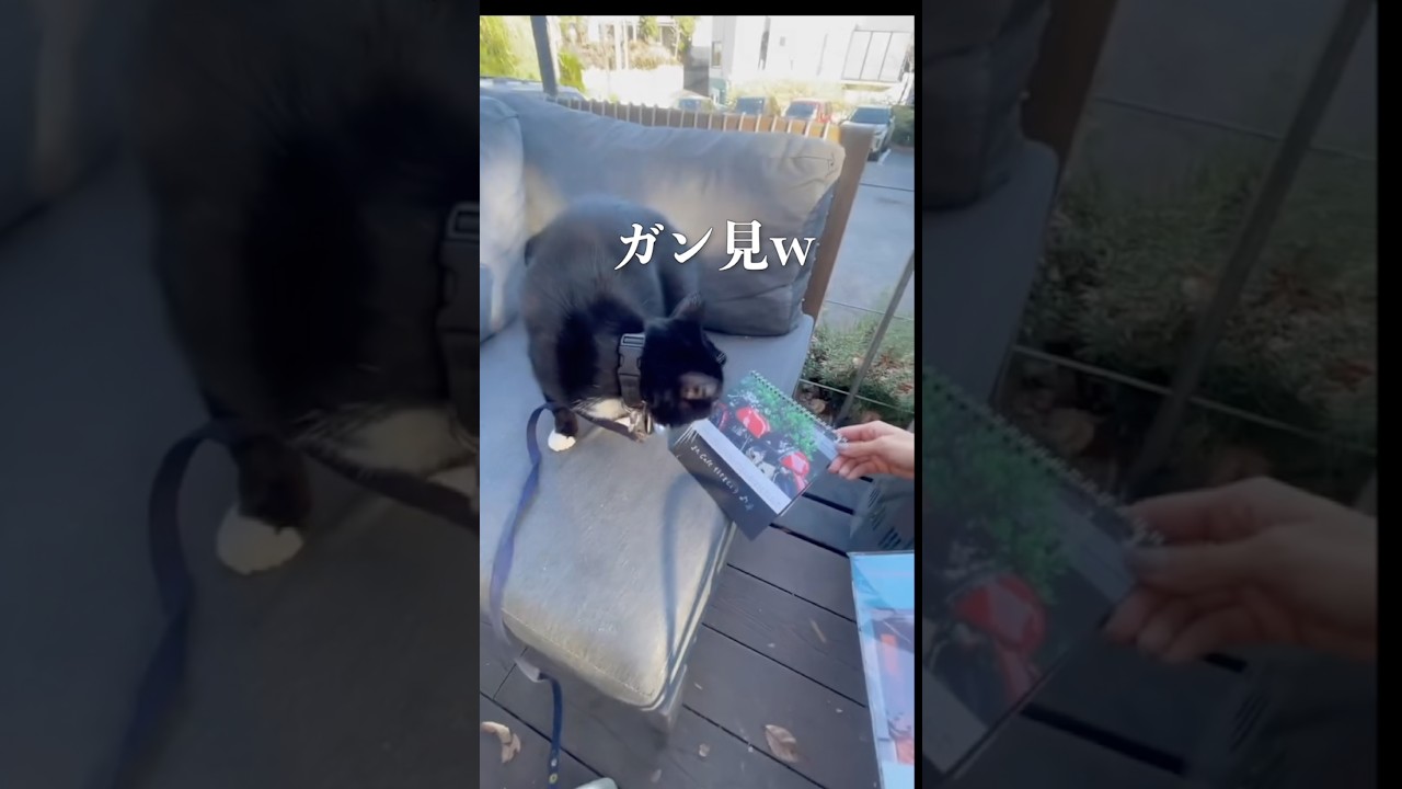 自分の写真を見つけてガン見する猫