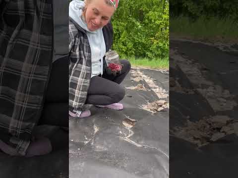 Сажалка для квіткових цибулин регульована Bradas Польща DE LUXE, KT-Y6010 - фото 1 - id-p1164796362