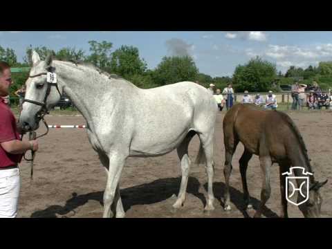 ODRZ098CH Stutfohlen von Van Gogh - Clearway - Caretino