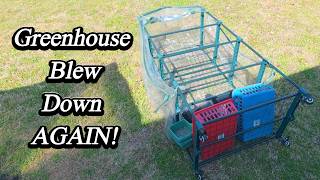 Fertilizing CITRUS Trees, Herbs, and Planting Onions!