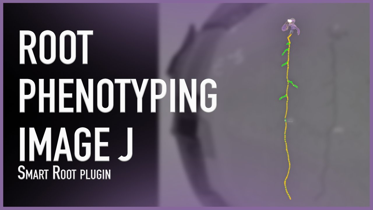Root phenotyping: measuring roots with ImageJ SmartRoot plugin