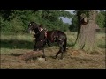 Black Beauty Running On The Grass Freely After Jerry Loosened The Harness Pole