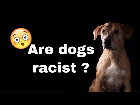 Are dogs racist? Dog Training.